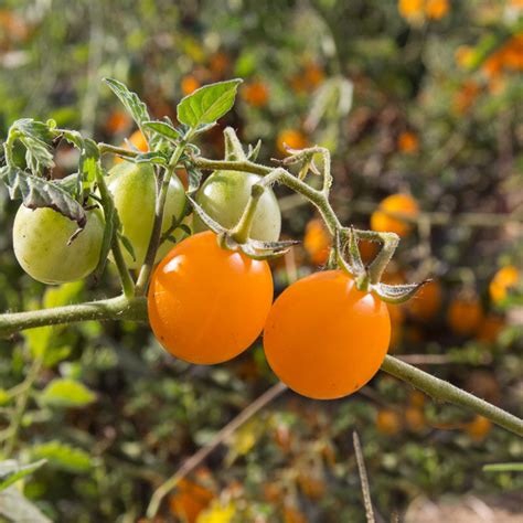 Tomate Orange Orange Bourgois Association Kokopelli