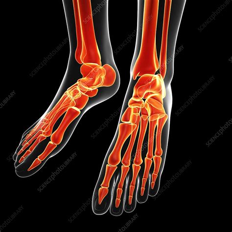 Human Foot Bones Artwork Stock Image F0072598 Science Photo Library