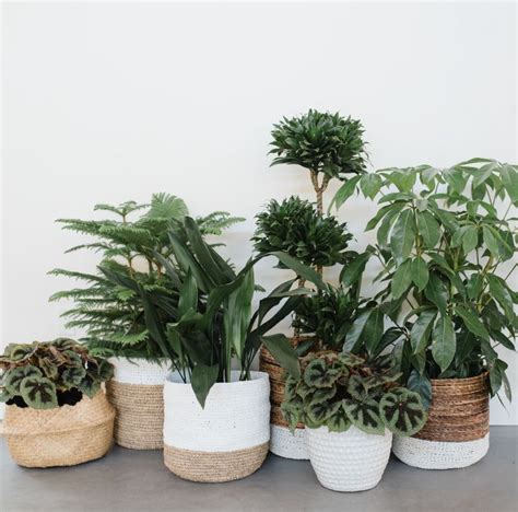 41 Indoor Plants Care Winter Home Decor41