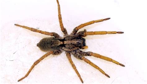 Brown Spiders Common In Louisiana Healthy Living