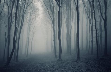 Misty Forest Wallpapers Wallpaper Cave