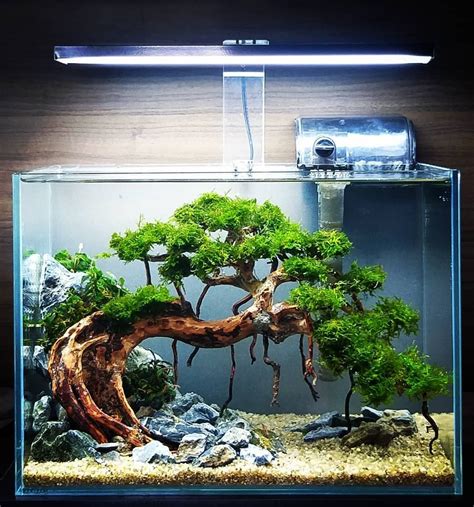 Its Very Amazing Bonsai Aquascape Tank Freshwater Aquarium Plants