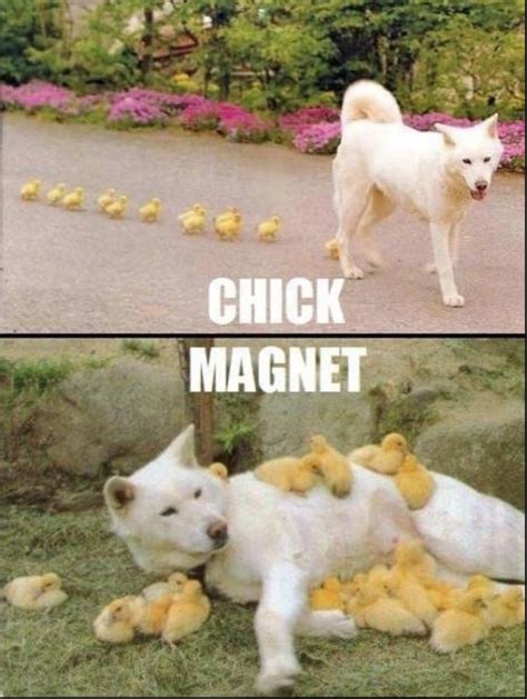 Easter Doggo Meme True Love Cute Animals Baby Animals Animals