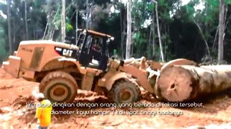 Penebangan hutan di papua dan papua barat dilaporkan meningkat selama kepemimpinan presiden joko widodo. Pemuatan Kayu Log di Hutan Alam Kalimantan Indonesia - YouTube