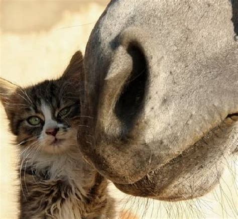 Friendly Kiss Horse Friendly Kitten Cats Kiss Animals Hd