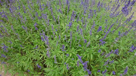 Purple Texas Wildflower Free Stock Photo Public Domain Pictures