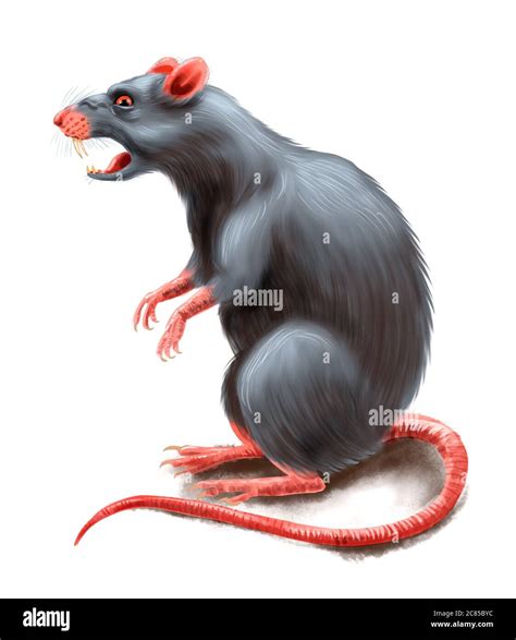 Angry Rat Digital Illustration Stock Photo Alamy