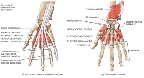 Sistema Muscular Origen Y InserciÓn Y AcciÓn De Los MÚsculos Cara