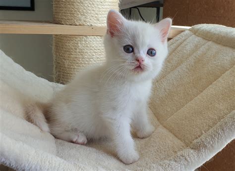 Anciens Scottish Chatons Chatterie Des Chats Scottish Fold Scottish