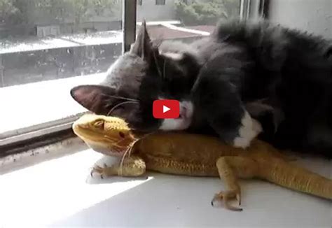Puff The Bearded Dragon Lives By A Kitty Watch This Lizard And Cat