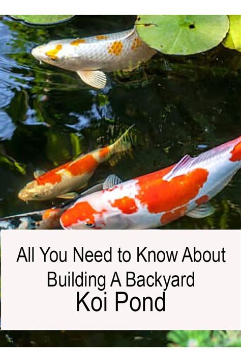 All You Need To Know About Building A Backyard Koi Pond Fish Pond