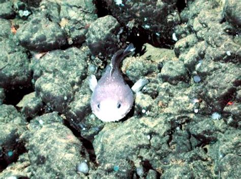 In plaats daarvan ontleent de vis zijn drijfvermogen aan zijn lichaam, dat voor een groot deel uit een soort gelatine bestaat met een dichtheid iets lager dan die van water. Blobfish - "OCEAN TREASURES" Memorial Library