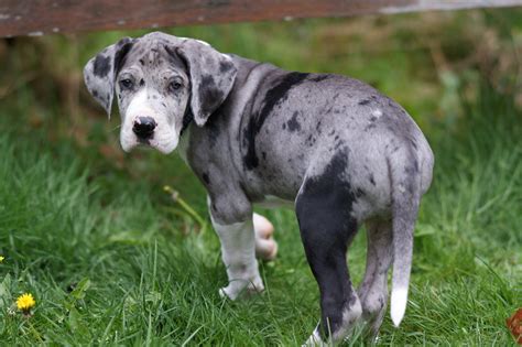Look at pictures of great dane puppies who need a home. "what?" | musicisentropy | Flickr