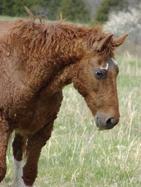 5 Of The Rarest Horse Breeds In The World