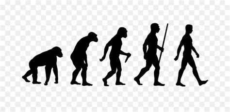Human evolution Ape Neanderthal png download - 770*430 - Free ...