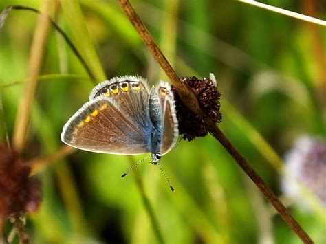 Common Blue Butterfly Polyommatus Icarus Exeter Forest But Flickr