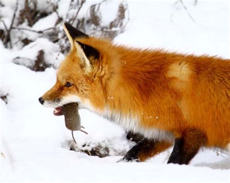 Red Fox Hunting Secret Pretend Magazine