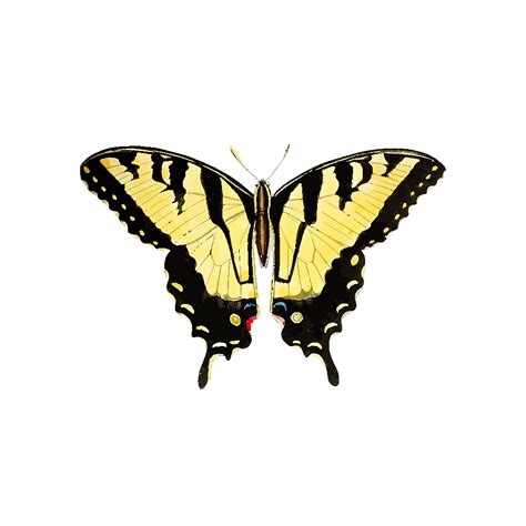 Yellow Butterfly PNG, SVG Clip art for Web - Download Clip Art, PNG