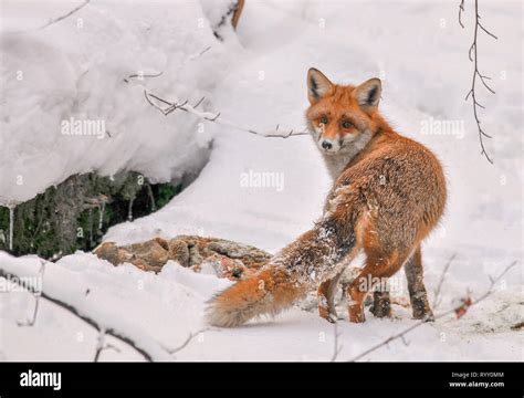 Red Fox In Winter Feeding On Deer Carcass Cute Red Fox With Roe Deer