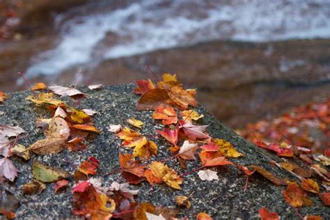 Autumn Fall Foliage Leaves River Rocks Water 4k Wallpaper