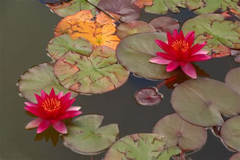 Two Red Water Lilies Hd Wallpaper Wallpaper Flare