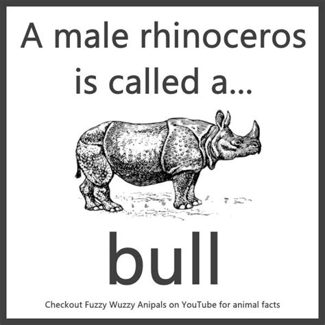 What Is A Male Rhino Called Animal Facts For Kids Animal Facts For