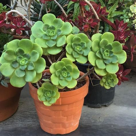 Aeonium Lily Pad Succulent With Care Guide Perfect For Ts