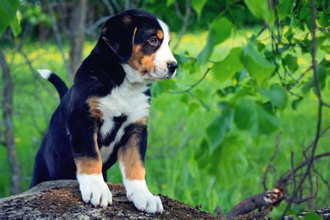 Greater Swiss Mountain Dog Breed Information And Characteristics