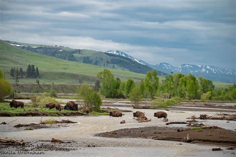 Spring Wildlife Watching In Yellowstone National Park Exploring