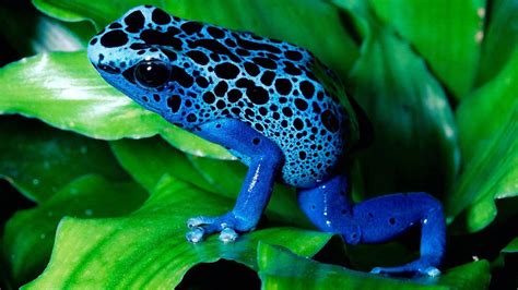 Download Hd Wallpapers Of 260998 Nature Poison Dart Frogs Frog