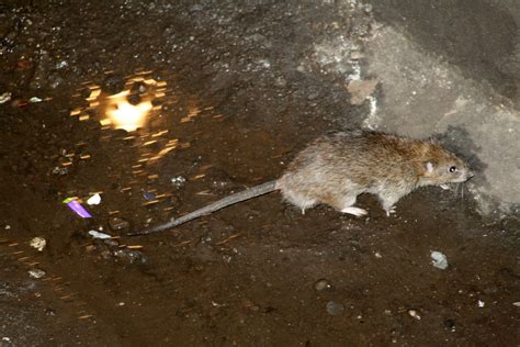 A Rare Deadly Disease Linked To Rats Has Appeared In The Bronx