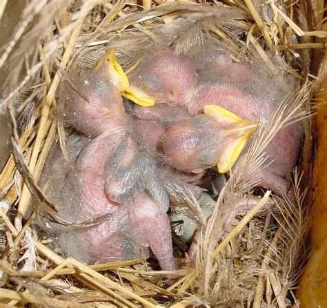 Baby Birds Free Photo Download Freeimages