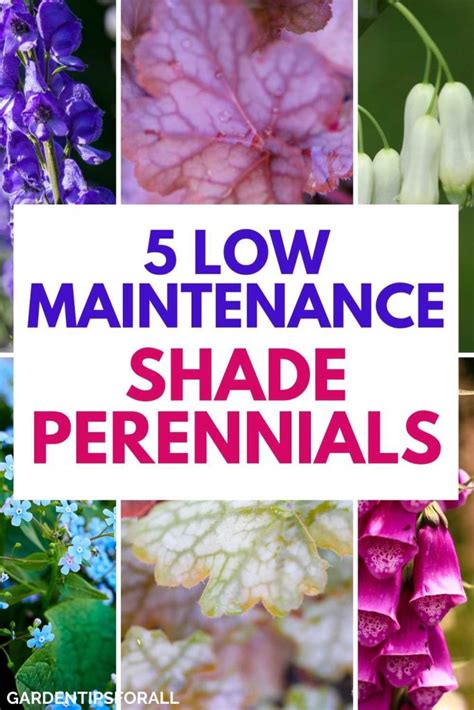 5 Low Maintenance Shade Perennials To Grow In Your Garden