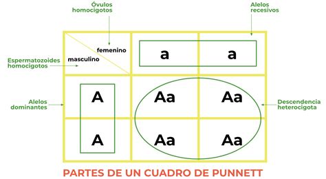 Clase Digital 1 Primera Ley De Mendel “principio De Uniformidad