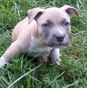 Pitbull puppies blue nose for sale. Blue. Nose pit bull puppies for Sale in Clarksburg, Maryland Classified | AmericanListed.com