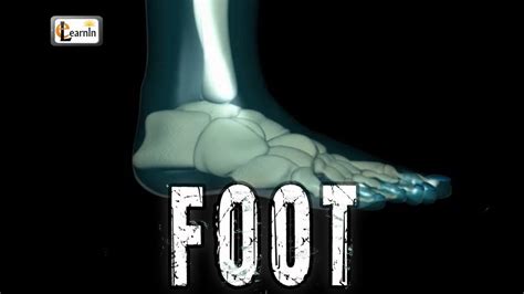 Foot Bones Explained Foot Joints And Ankle Movements Human Anatomy In 3d Elearnin Youtube