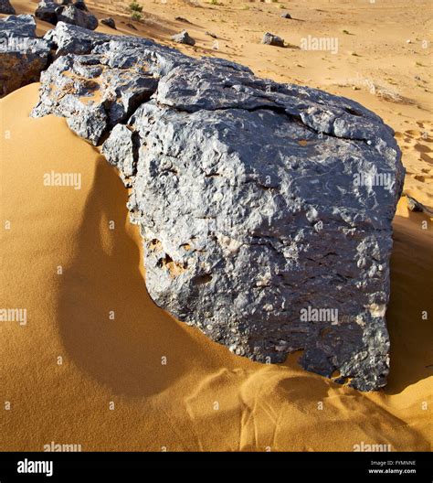 Bush Old Fossil In The Desert Of Morocco Sahara And Rock Stone Sky