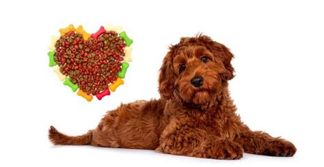 How Much To Feed A Labradoodle Puppy Feeding Chart