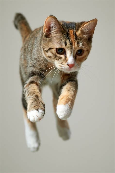 Leaping By Akimasa Harada Pretty Cats Beautiful Cats Animals