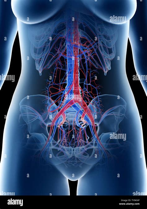 Anatomie abdominale féminine Banque de photographies et dimages à haute résolution Alamy