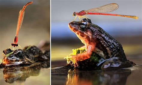 Thats A Dangerous Game Dragonfly Lands On Nose Of Hungry Frog But