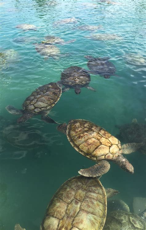 I Swam With Turtles And It Was The Best Thing Turtle Tortoises Swimming