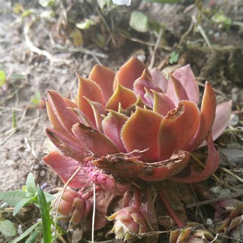 Sempervivum Flamingo Sempervivum Flamingo In Gardentags Plant