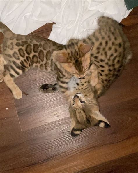Buy bengal kittens from a breeder with 15 years experience, bred to be healthy and playful. F1 Savannah Cat and Kitten Breeder / For Sale in Los ...