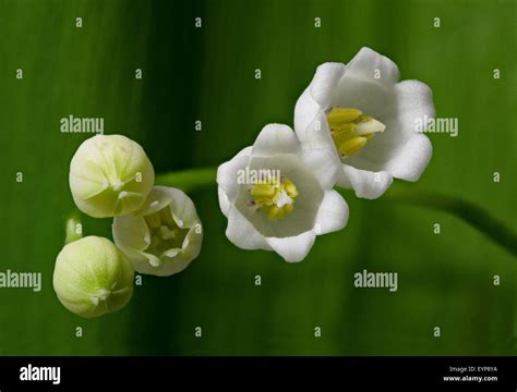 Lily Of The Valley Convallaria Majalis L Stock Photo Alamy