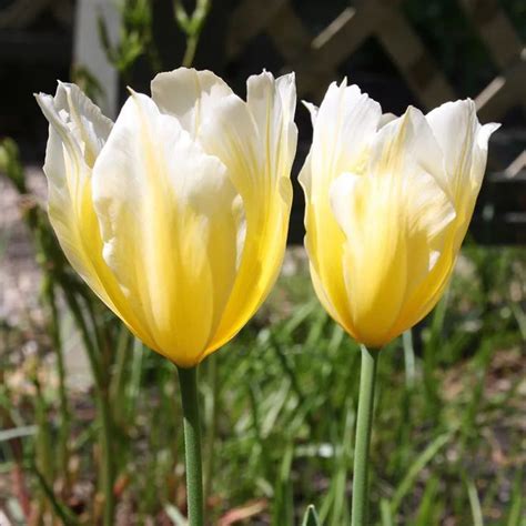 Sweetheart Emperor Tulip Bulb Flowers Flowers Tulips