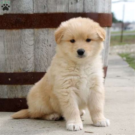 Golden retriever puppies are adorable and if you are buying one of your own, sometimes making a choice can be difficult. Theo - Golden Retriever Mix Puppy For Sale in Delaware