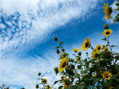 Fondos De Pantalla Cielo Amarillo Planta Floreciendo Tiempo De Día