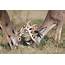 Bucks Fighting  Mule Deer For Dominance On A Snowy Day