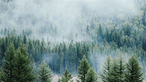 Download 1920x1080 Wallpaper Forest Fog Tree Nature Montana Full